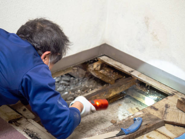 Best Commercial Mold Remediation in Windermere, FL